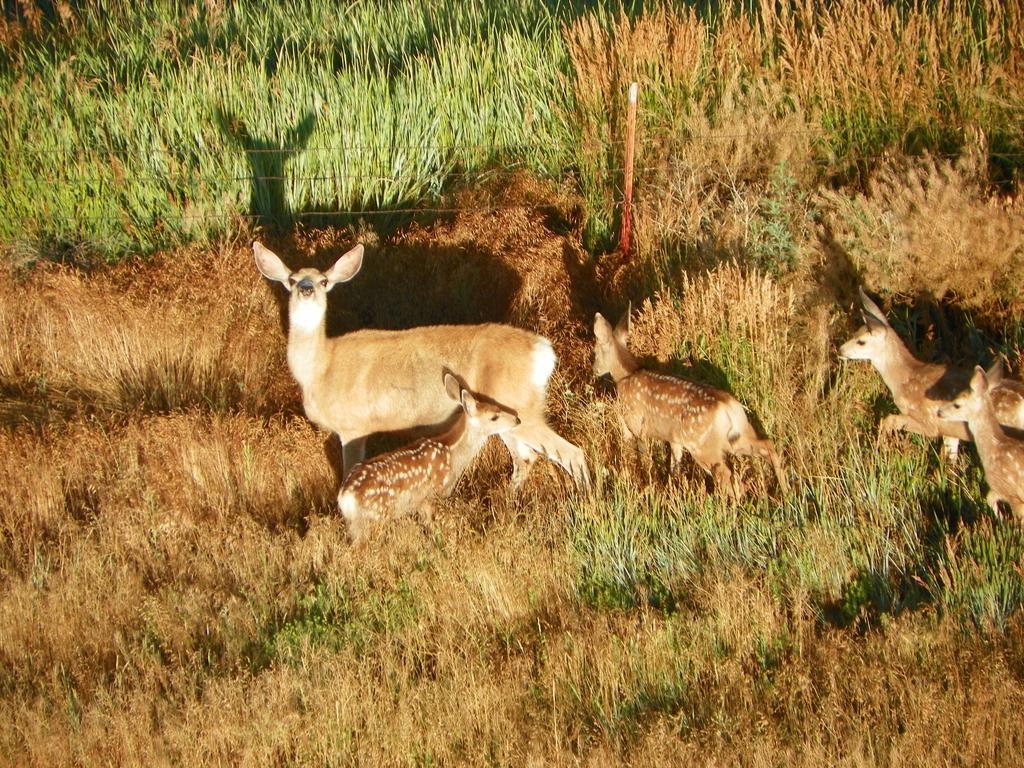 Elk Run Inn Craig Esterno foto